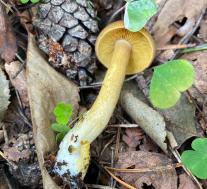 Рядовка украшенная