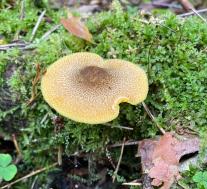 Рядовка украшенная