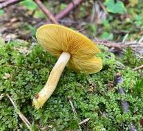 Рядовка украшенная