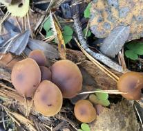 Галерина окаймленная