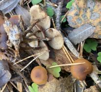 Галерина окаймленная