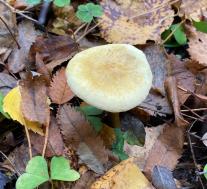 Рядовка серная