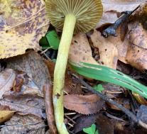 Рядовка серная