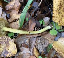 Рядовка серная