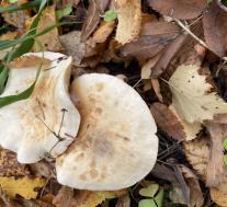 Рядовка фиалковая (Collybia irina)