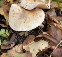 Рядовка фиалковая (Collybia irina)