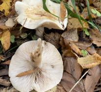 Рядовка фиалковая (Collybia irina)