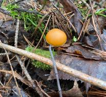 Галерина окаймленная