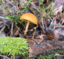 Галерина окаймленная