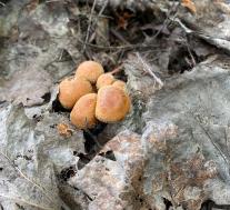 Опёнок летний