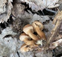 Опёнок летний