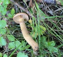 Мокруха пурпуровая