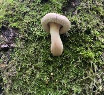 Свинушка тонкая