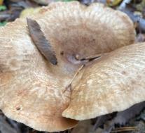 Свинушка тонкая