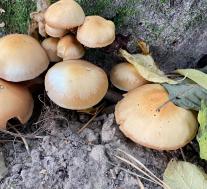 Опёнок летний