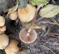 Опёнок летний