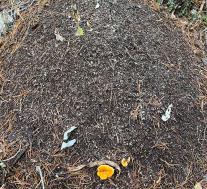 Ложная лисичка