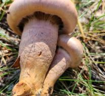 Мокруха пурпуровая