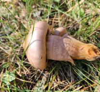 Мокруха пурпуровая