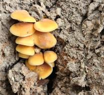 Зимний опёнок