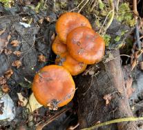 Опёнок зимний