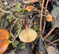 Опёнок зимний