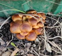 Опёнок зимний