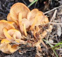 Опёнок зимний