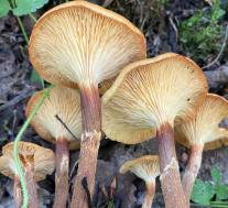 Опёнок летний