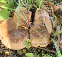 Свинушка тонкая