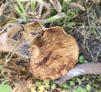 Свинушка тонкая