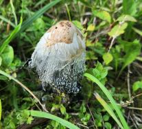 Навозник белый