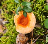 Ложная лисичка