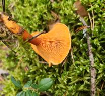 Ложная лисичка