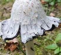 Навозник белый