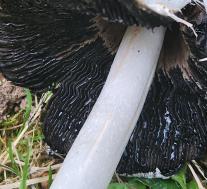 Навозник белый