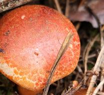 Паутинник ленивый