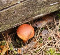 Паутинник ленивый