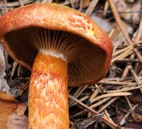 Паутинник ленивый