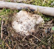 Болетопсис серый