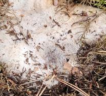 Болетопсис серый