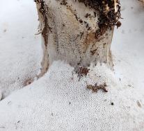 Болетопсис серый