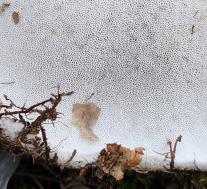 Болетопсис серый