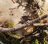 Болетопсис серый