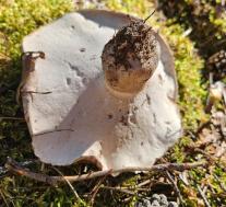 Болетопсис серый