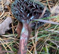 Мокруха пурпуровая