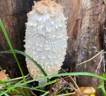 Навозник белый