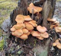 Опёнок летний