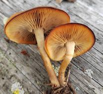 Опёнок летний