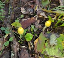 Больбитус золотистый